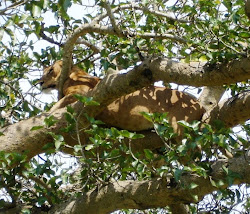 Ishasha tree-climbing lion