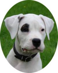 Dogo Argentino Kopek Yavrulari Nasil Egitilmeli Dogo Argentino Ucretsiz Kopek Sahiplenme