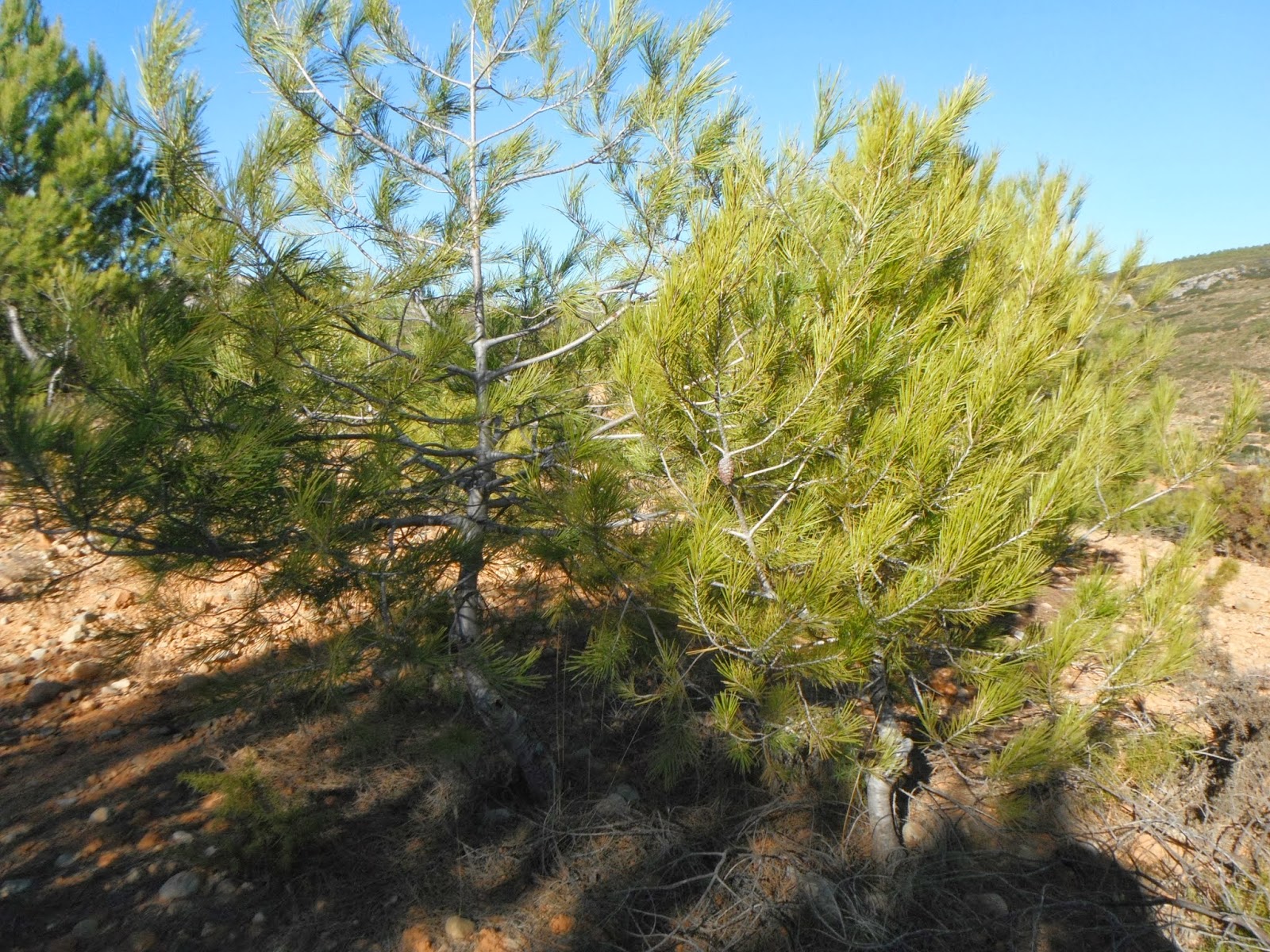 El rincón de Javier Cuidando el monte...