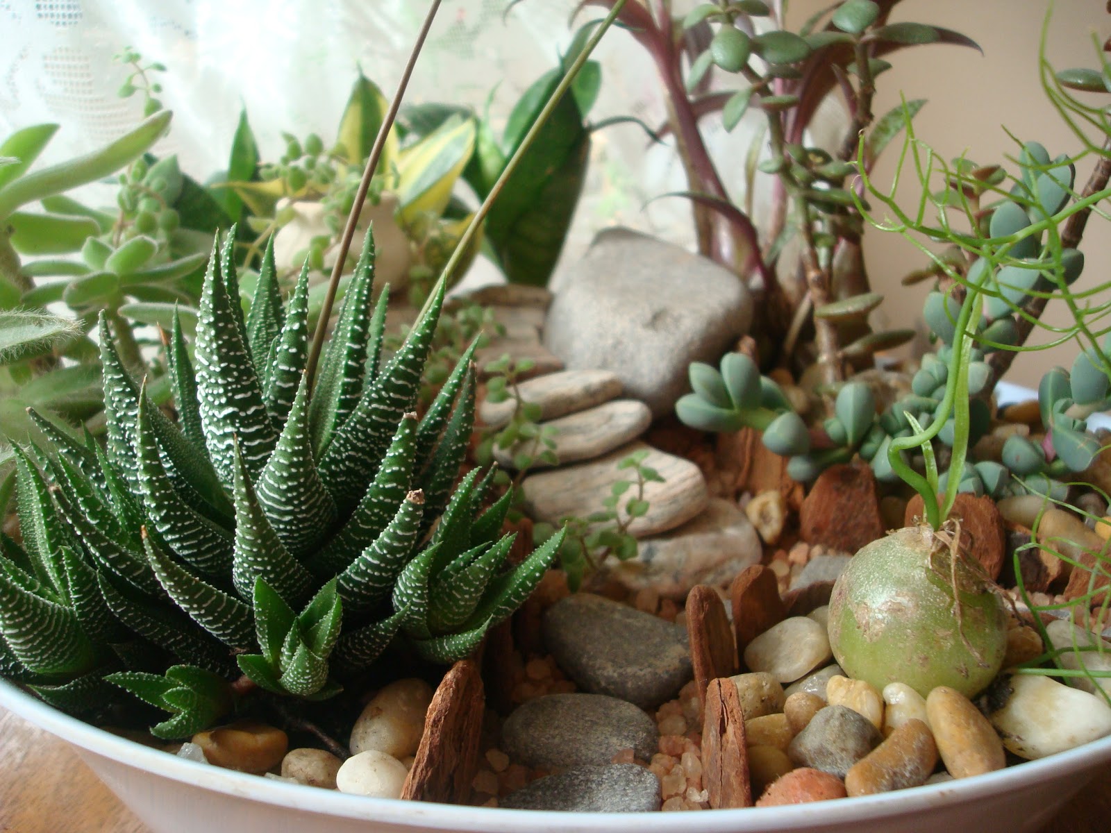 Quer aprender a fazer um mini jardim de plantas Suculentas Quer aprender a fazer um mini jardim de plantas Suculentas