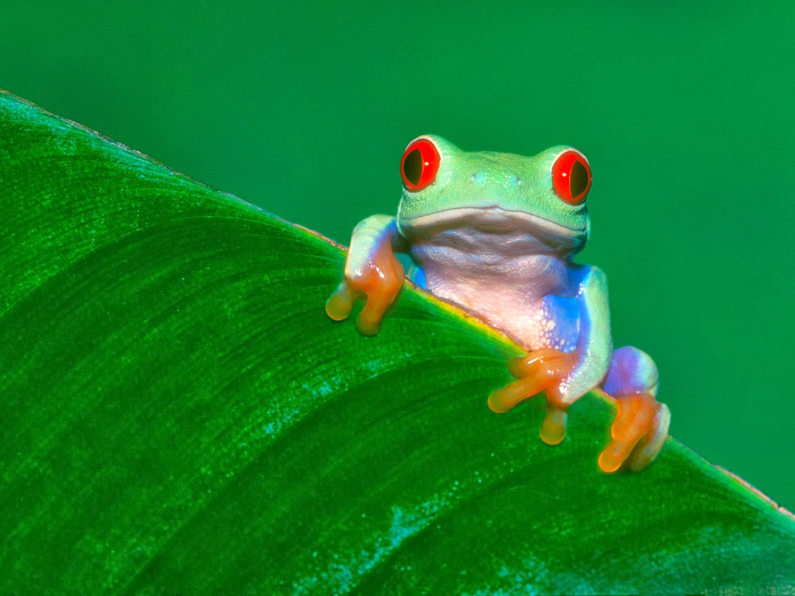 Frog wallpaper HD - beautiful desktop wallpapers 2014