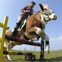 gambar peternakan sapi gambar peternakan sapi