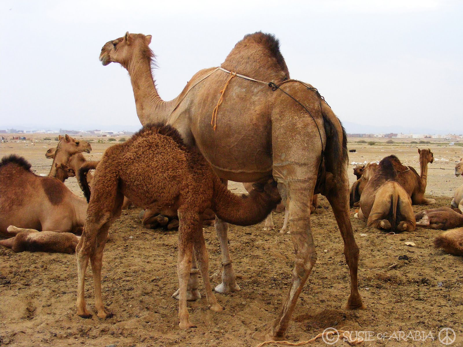saudi arabian camels