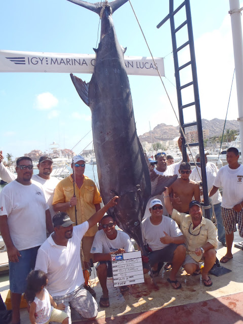 1213 lbs Blue Marlin in Cabo