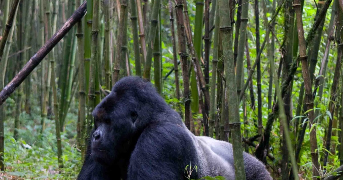 Adventures in East Africa Congo II. Mountain Gorillas of Congo