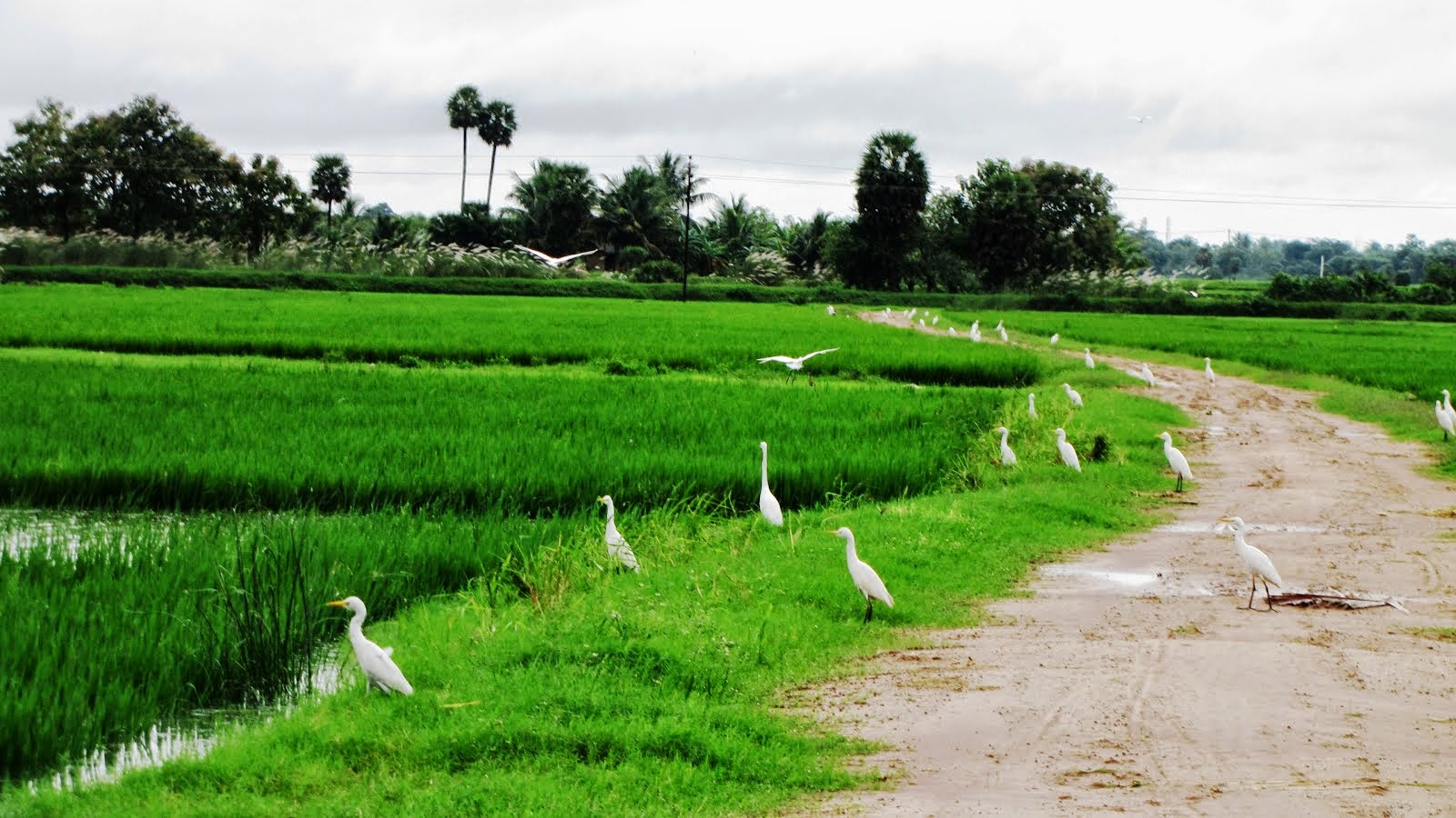 வெட்டிக்காடு