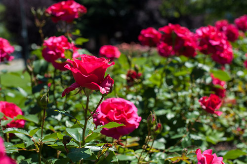 [Image: thanh-pho-day-hoa-cua-dat-nuoc-tuyet-dep-o-canada-4.jpg]