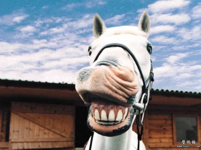 Funny animals wallpapers backgrounds |Funny Animal