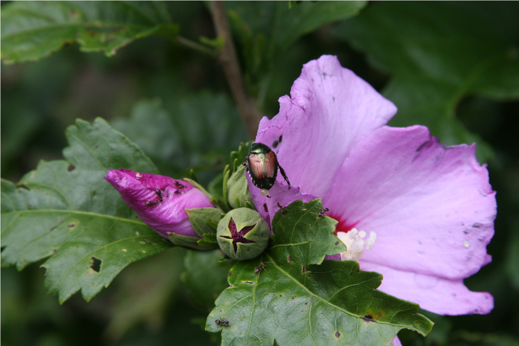Wayfarin' Stranger Rose of Sharon