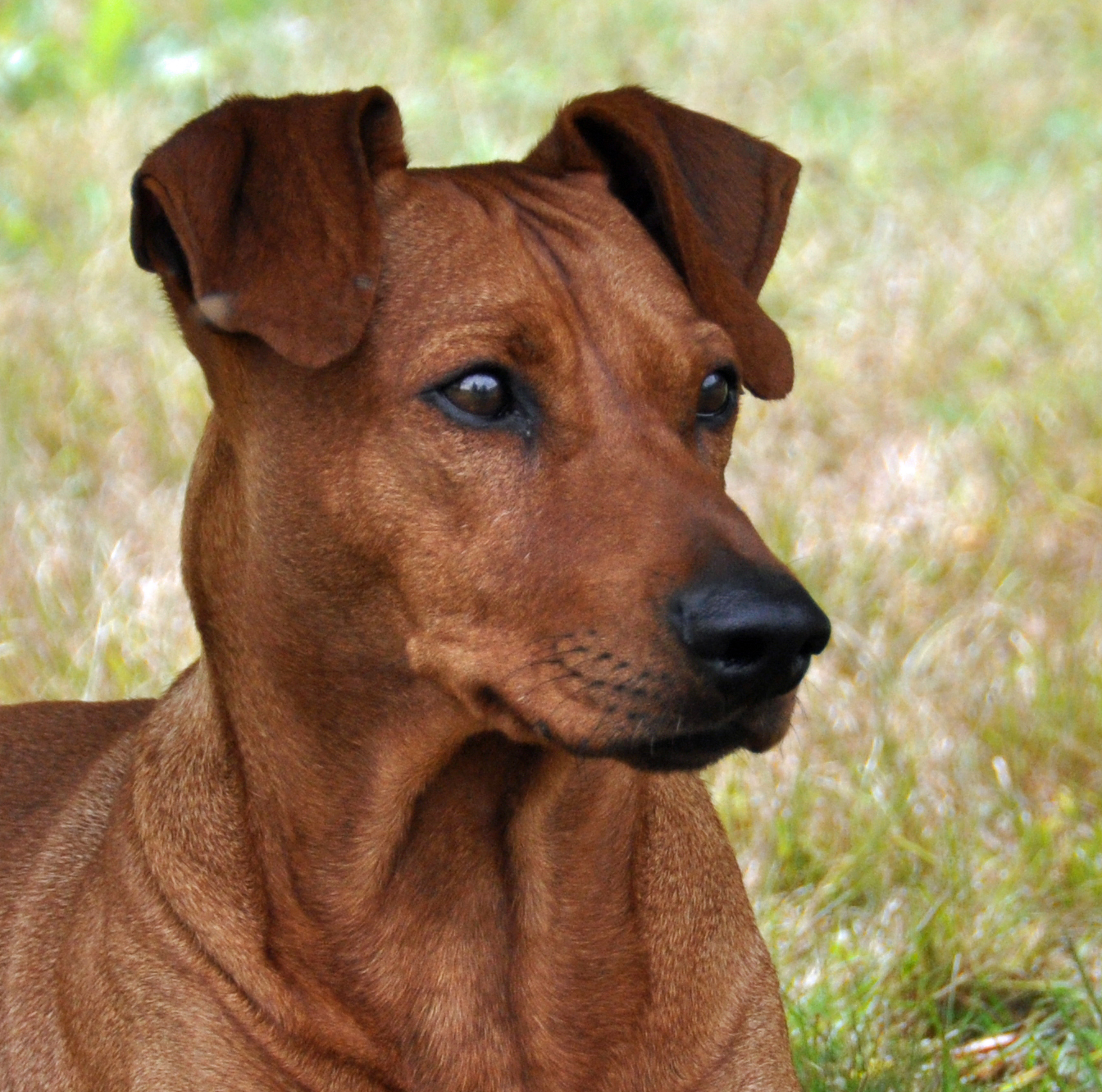 Kennel Coldplay Pinscher