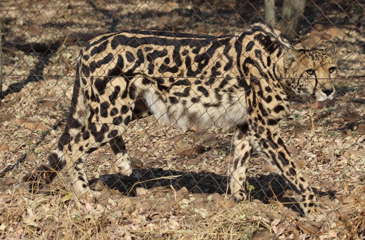 Pictures of king cheetahs Pictures of king cheetahs