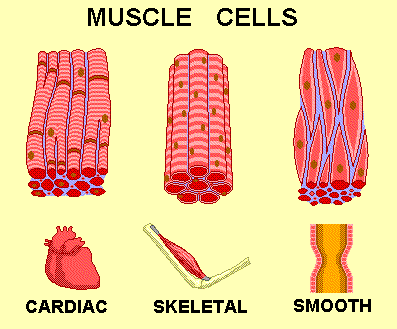 Clash of Worlds : The Muscular System