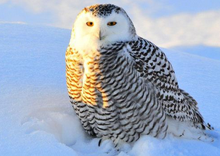 Burung Hantu Salju (Snowy owl)