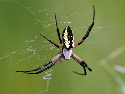 yellow garden argiope in web with stabilimentum