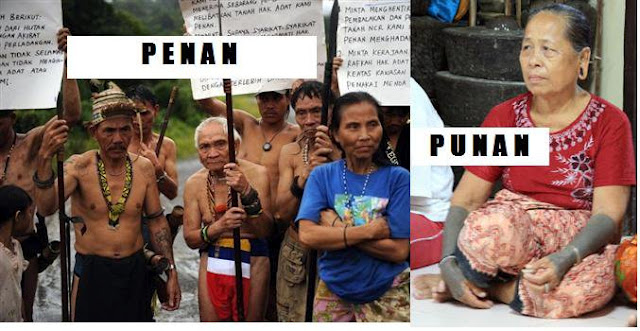 Cats City Hornbill Land The Punan