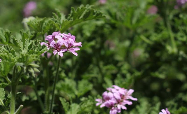 Pelargonium Graveolens Flowers Pictures