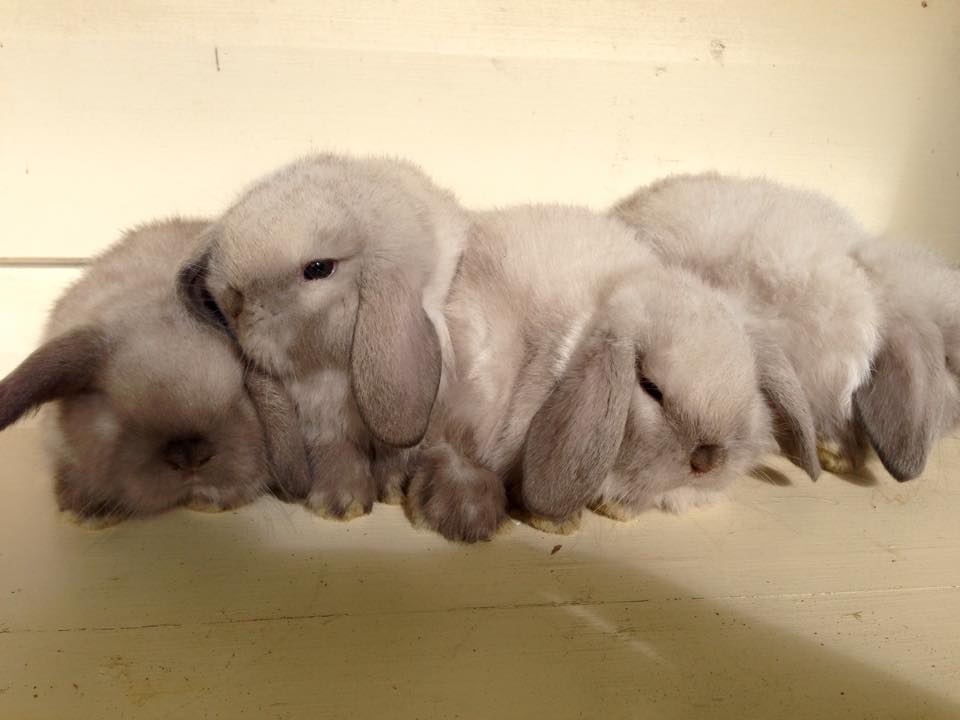 hollanda lop tavsani satilik lop tavsani eskisehir ucretli sahiplendirilecektir fiyat 100 tl 0534 962 19 66