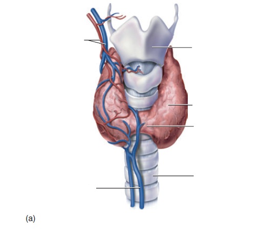 CLASS BLOG: BIO 202 Endocrine