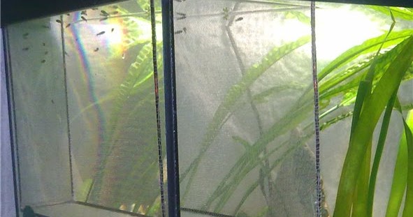 Нерестовик для живородящих рыб | Akvarium