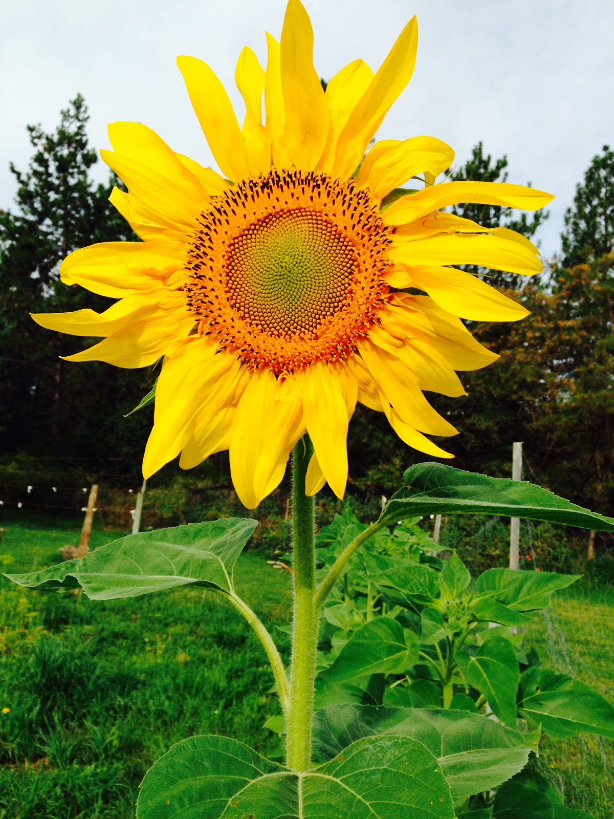 North Star Hall Turn Your Face Towards the Sun