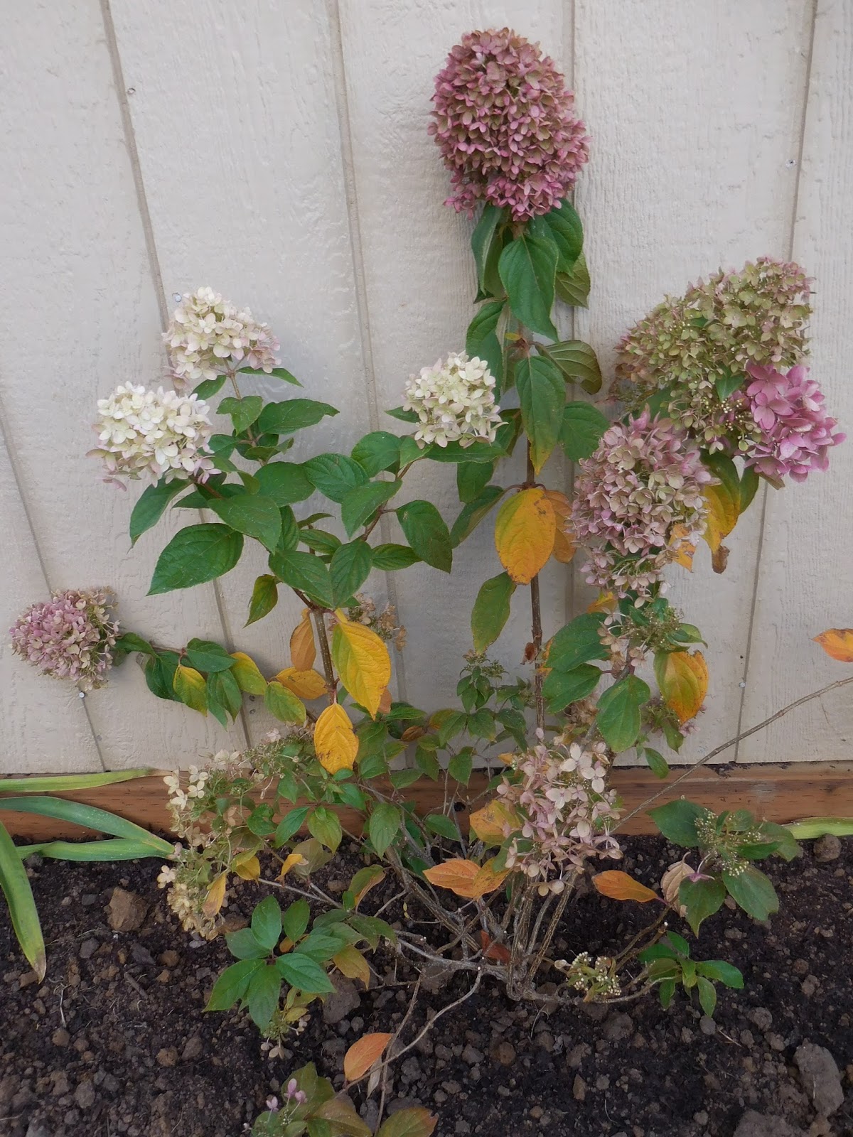 Notes And News From Shady Grove Gardens Hydrangeas Plants And