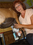 NEW PRODUCT : GOAT/SHEEP/COW MILKER