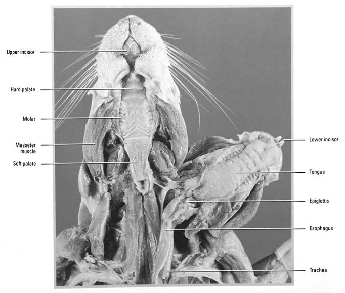 Mouse Lacrimal Gland