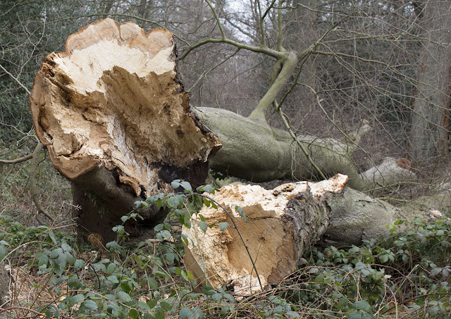 Felled Beech on Hayes Common, 3 March 2013. Felled Beech on Hayes Common, 3 March 2013.