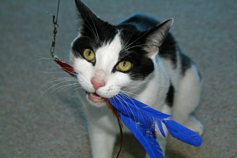 Daisy the Curly Cat Da Bird is da bomb!
