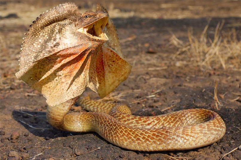 10-Frilled-Neck-Snake-reddit-Animal-Mashups-Lovely-or-Scary-www-designstack-co