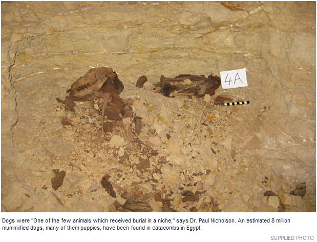 コーギーと英字新聞 エジプトの地下墓地から800万匹の子犬のミイラ The Star記事和訳