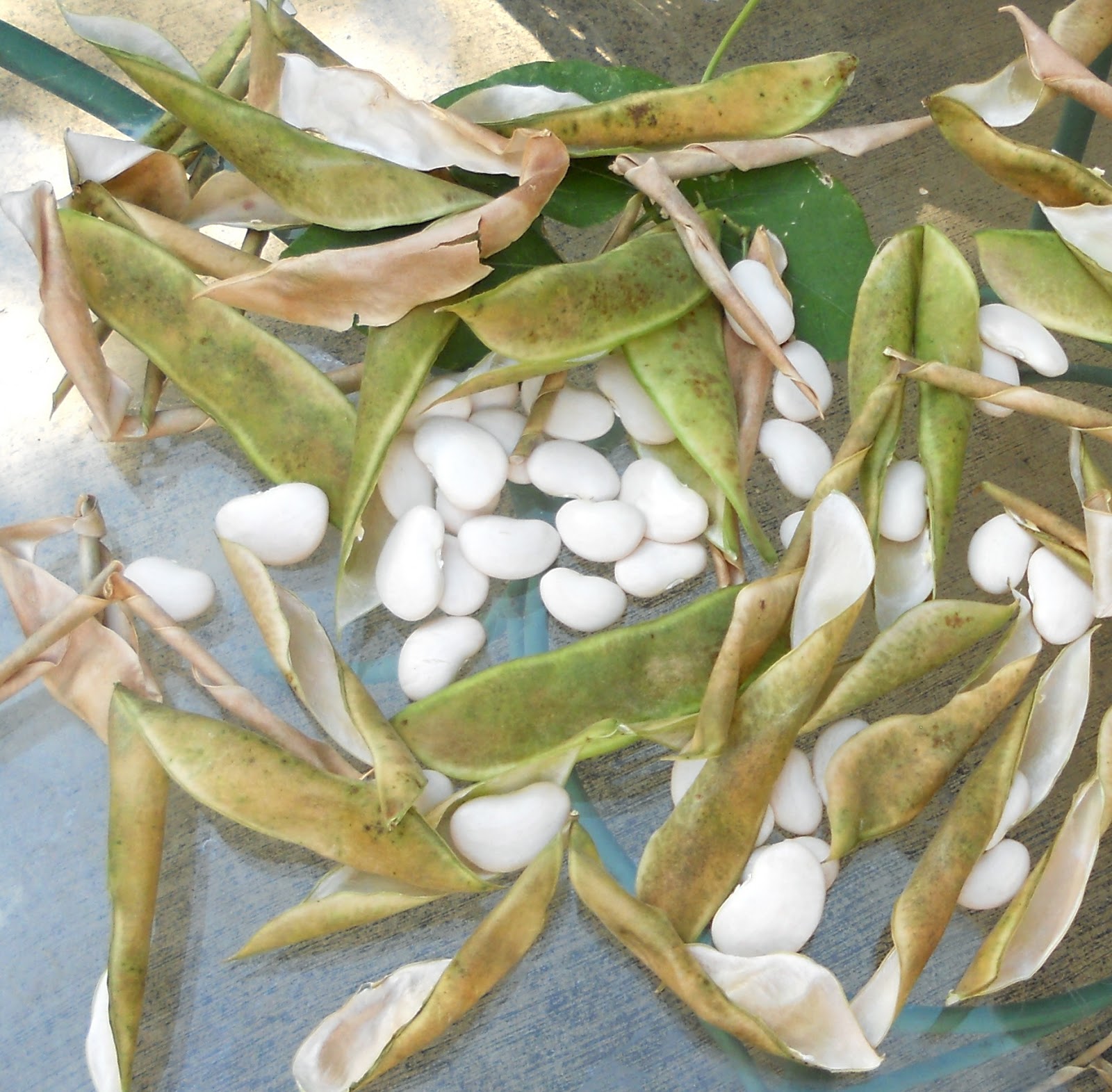 A Kitchen Garden in Kihei Maui Growing Heirloom Lima Beans