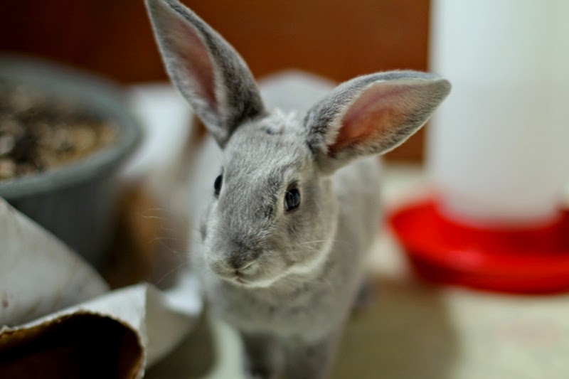 hunnies bunnies Gypsy Farmgirl