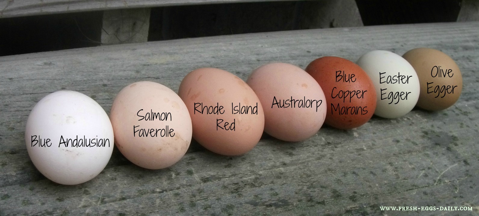 A Rainbow of Egg Colors - What Breed of Chicken Lays Which Color Egg