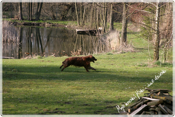 Wiosna w ogrodzie. Spring in my garden.