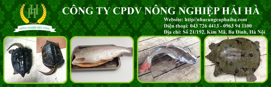 Nhà cung cấp hải hà