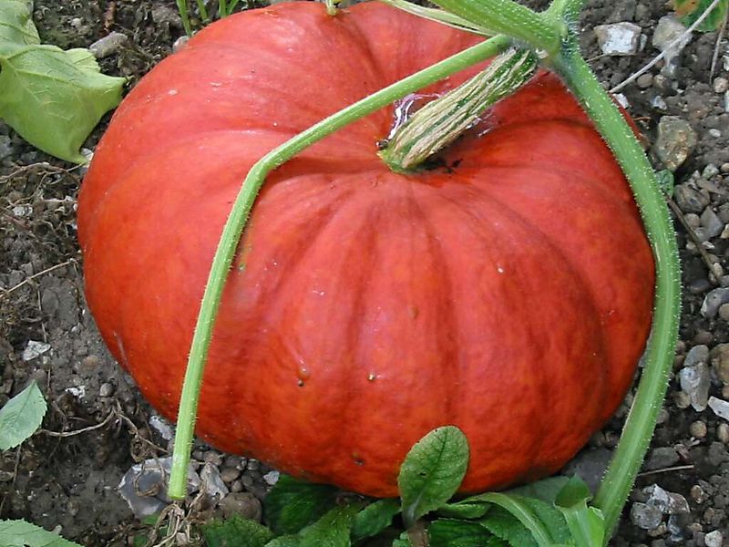 Long Island Pumpkin Pie Long Island Pumpkin Pie