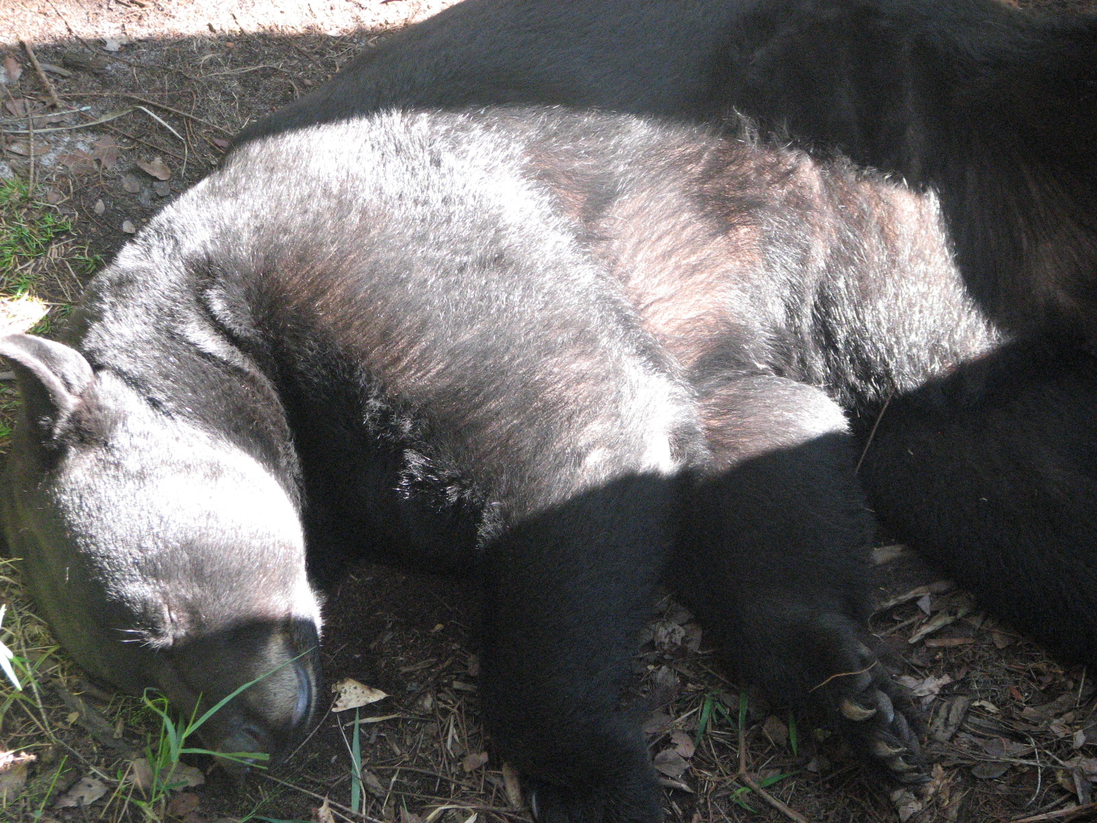 Southern Exposure Bear