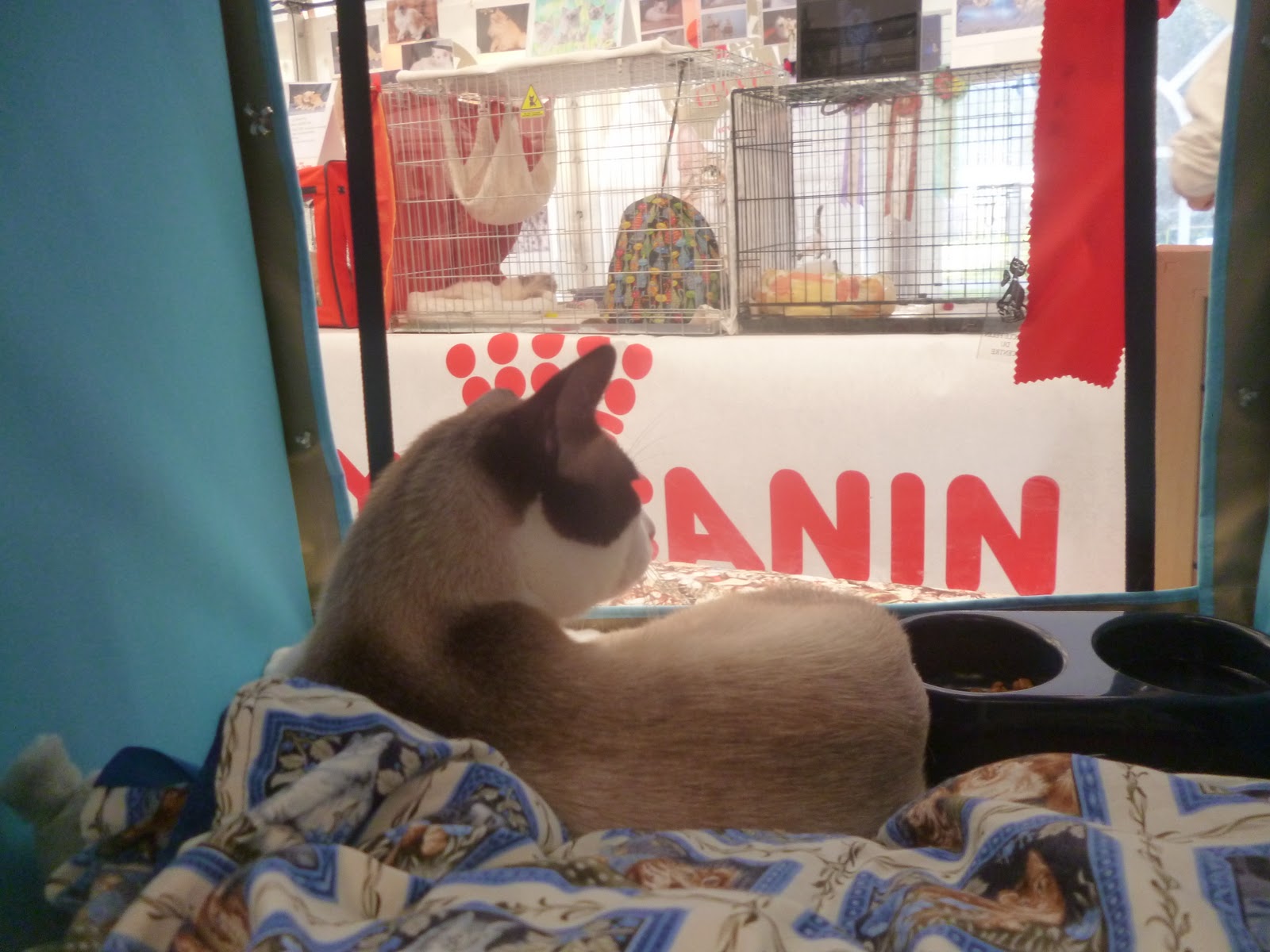 chat rueil malmaison