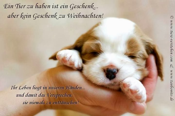 Kostet das Medikament von den Würmern