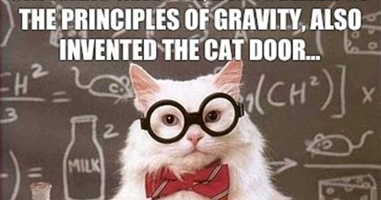 Podcats The Podcast 20 Little Known Facts About Cats