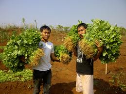Saung Sumberjambe Budidaya Bayam Organik