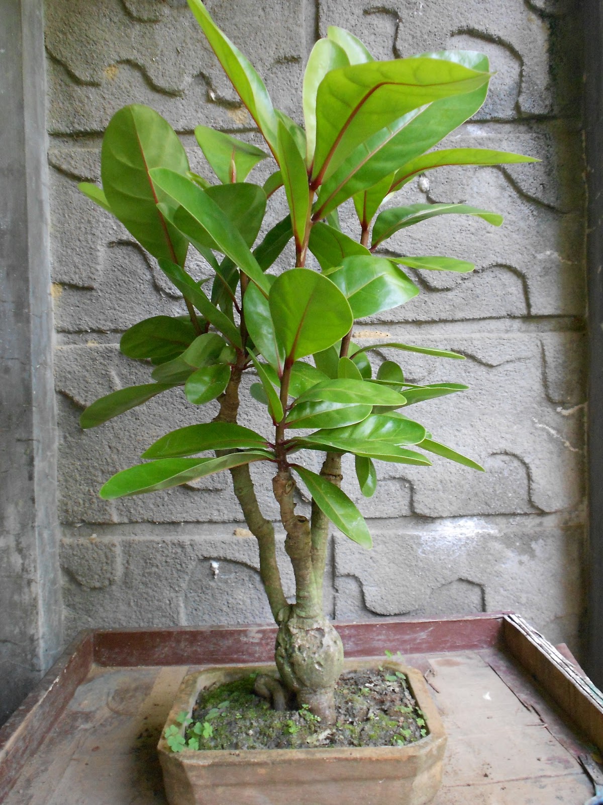 BONSAI ART AND HOME GARDENING GROWING LARGELEAVED TREES FOR BONSAI