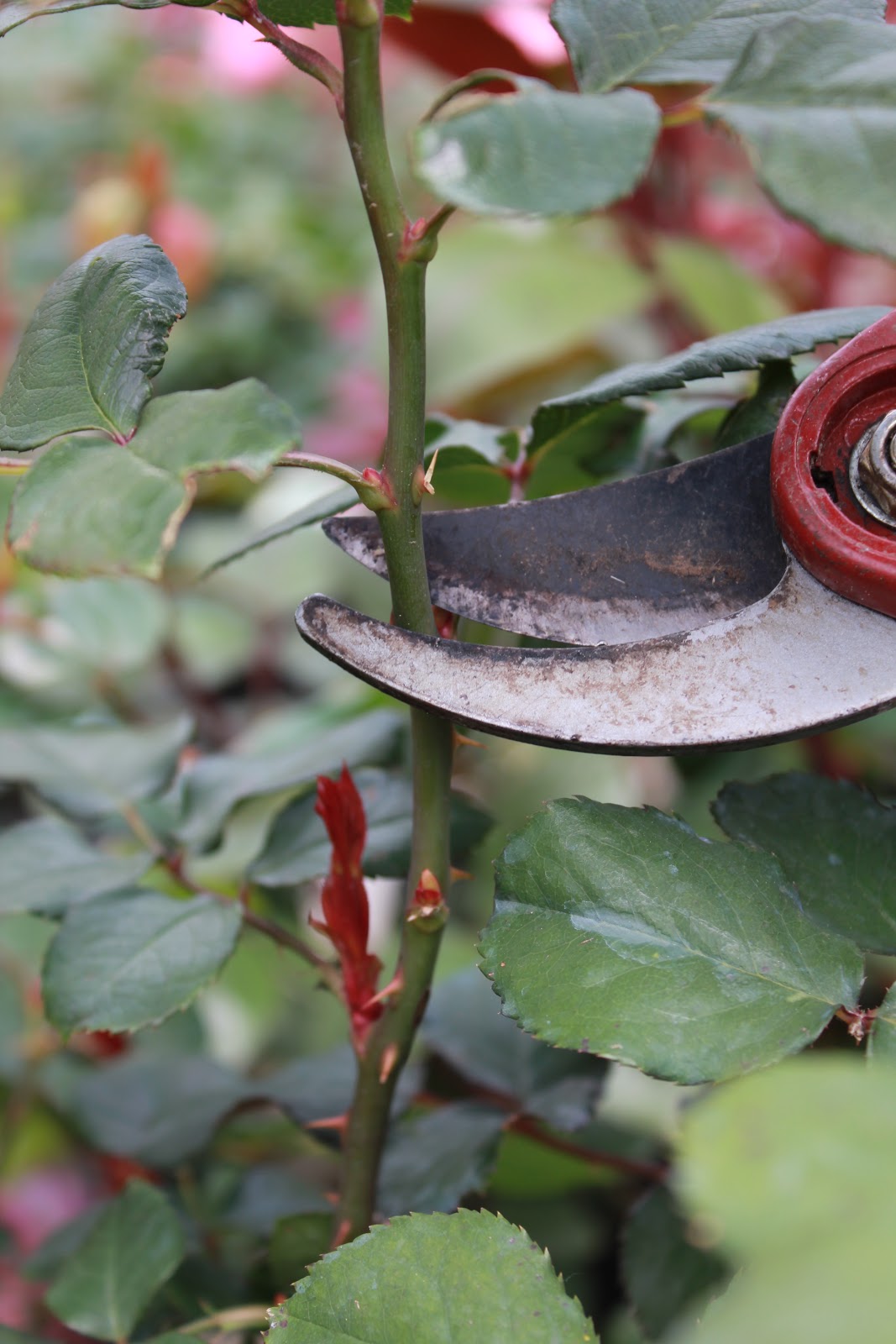 Deadheading Roses Gulley Greenhouse
