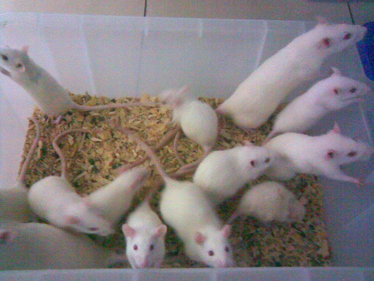 tikus putih jual tikus putih budidaya tikus putih ternak