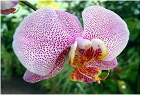Organic Orchid Cultivation
