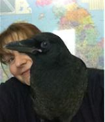 Rescued crow-one smart birdie!