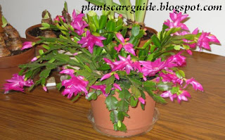 Caring for Christmas Cactus Plants