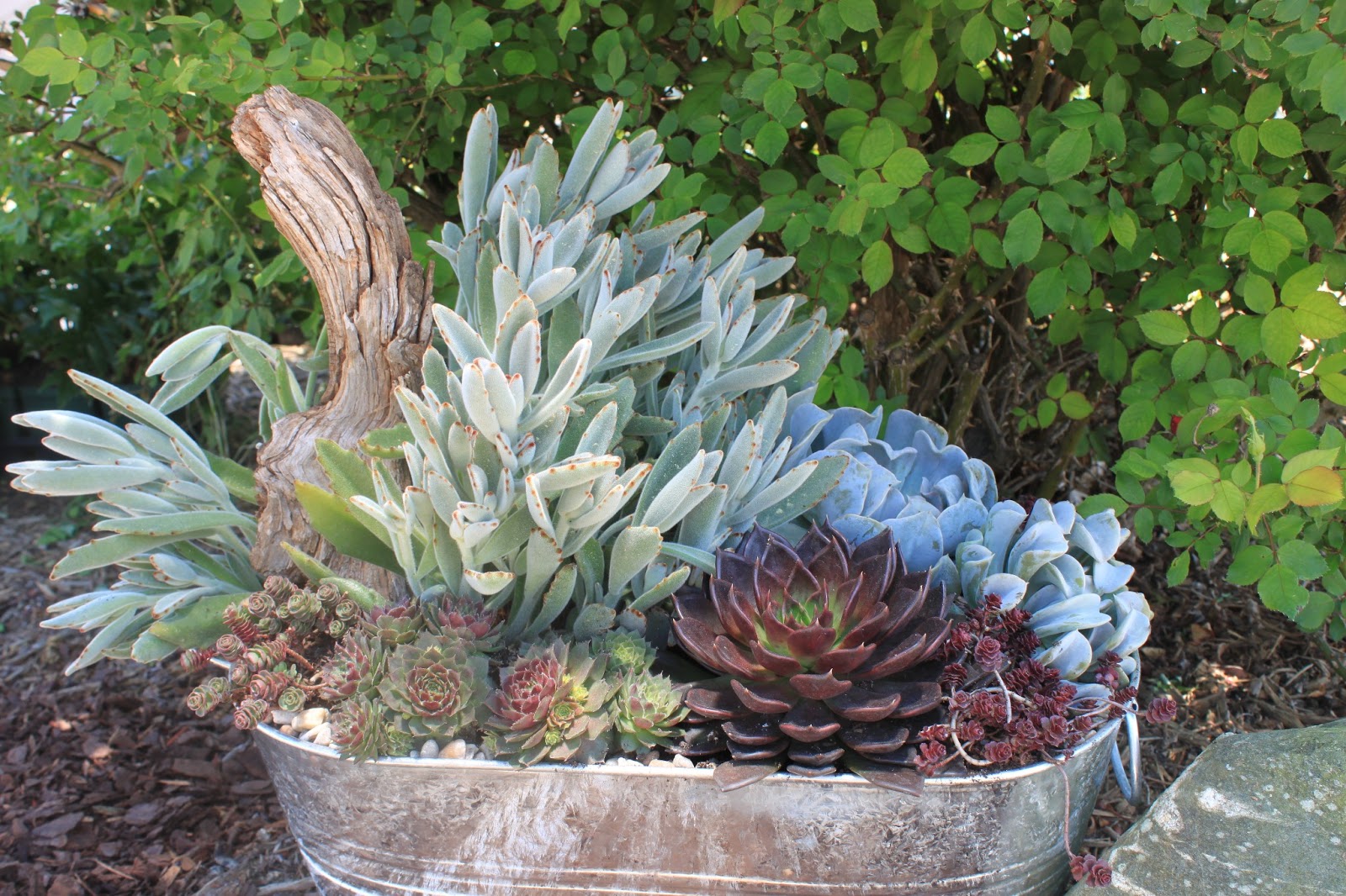 Garden Containers in Madison, Succulents