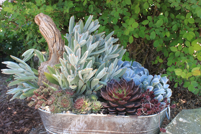 Garden Containers in Madison, Georgia: Succulents -- Beautiful and Easy